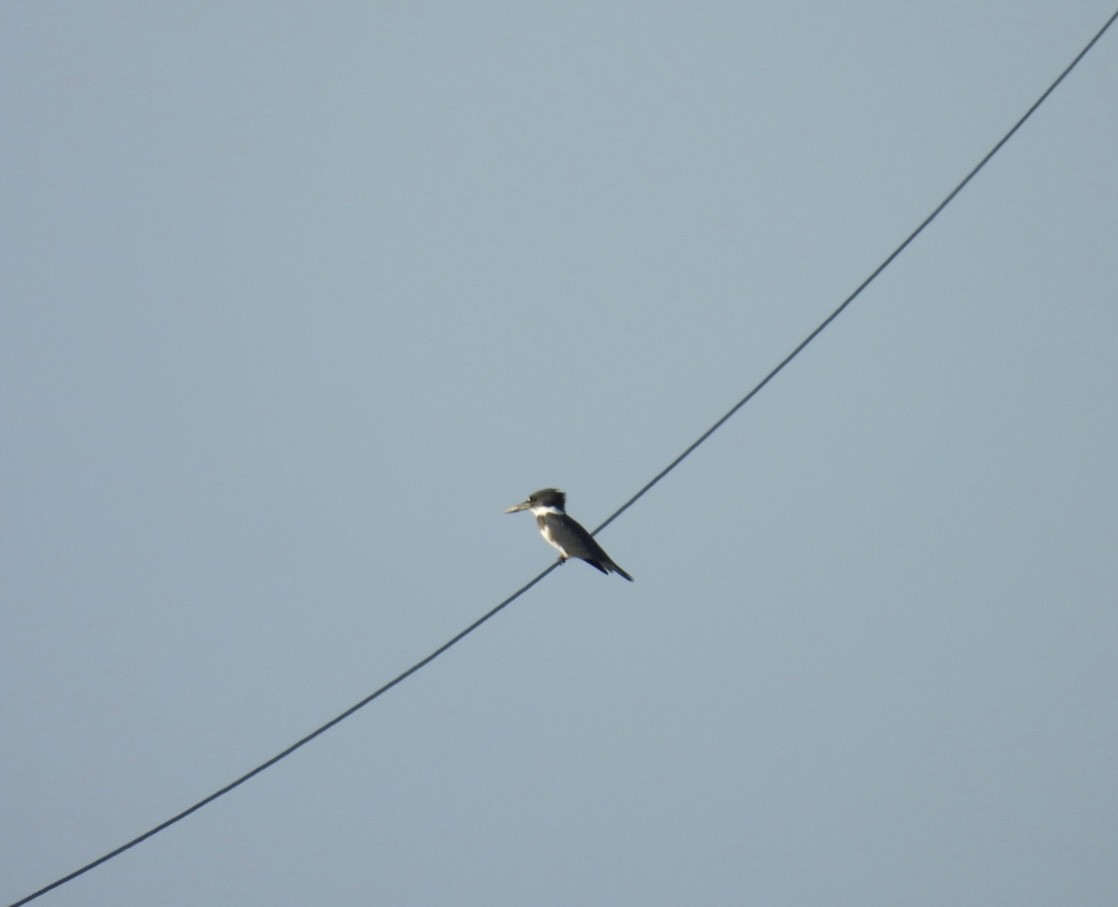 Belted Kingfisher - ML622628121