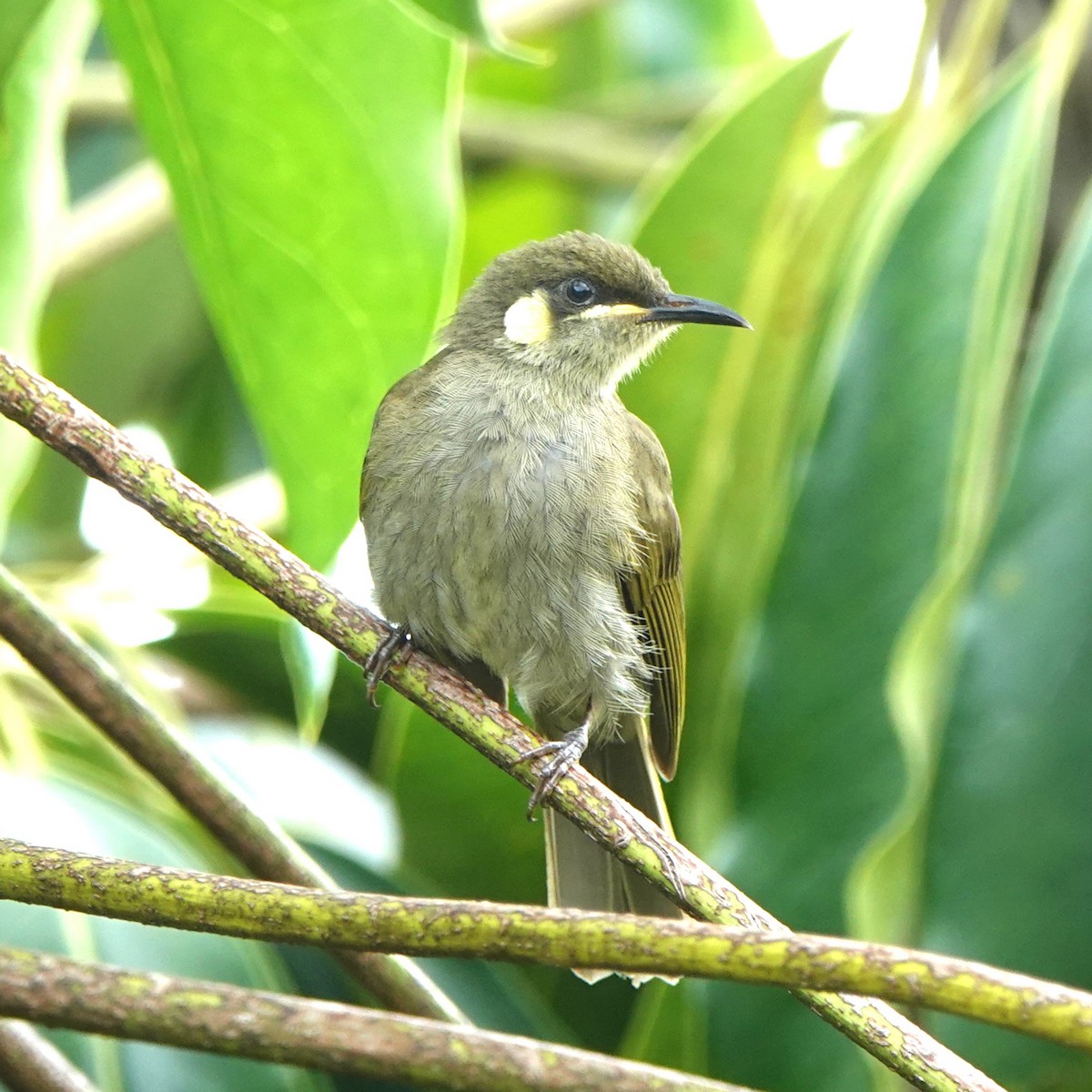 Yellow-spotted Honeyeater - ML622628140