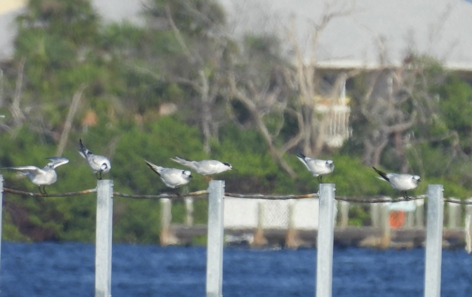Sandwich Tern - ML622628156