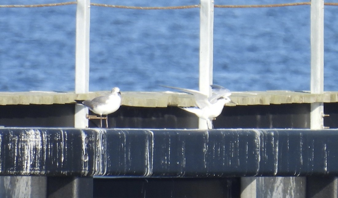 Sandwich Tern - ML622628157