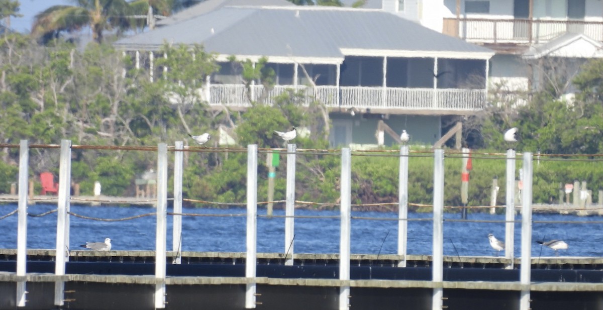 Sandwich Tern - ML622628158