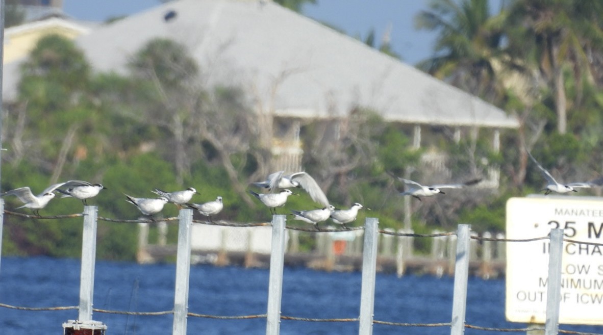 Sandwich Tern - ML622628159