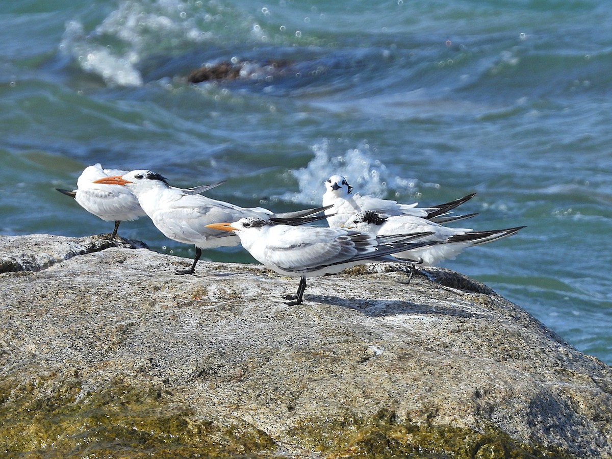 Royal Tern - Glenda Tromp