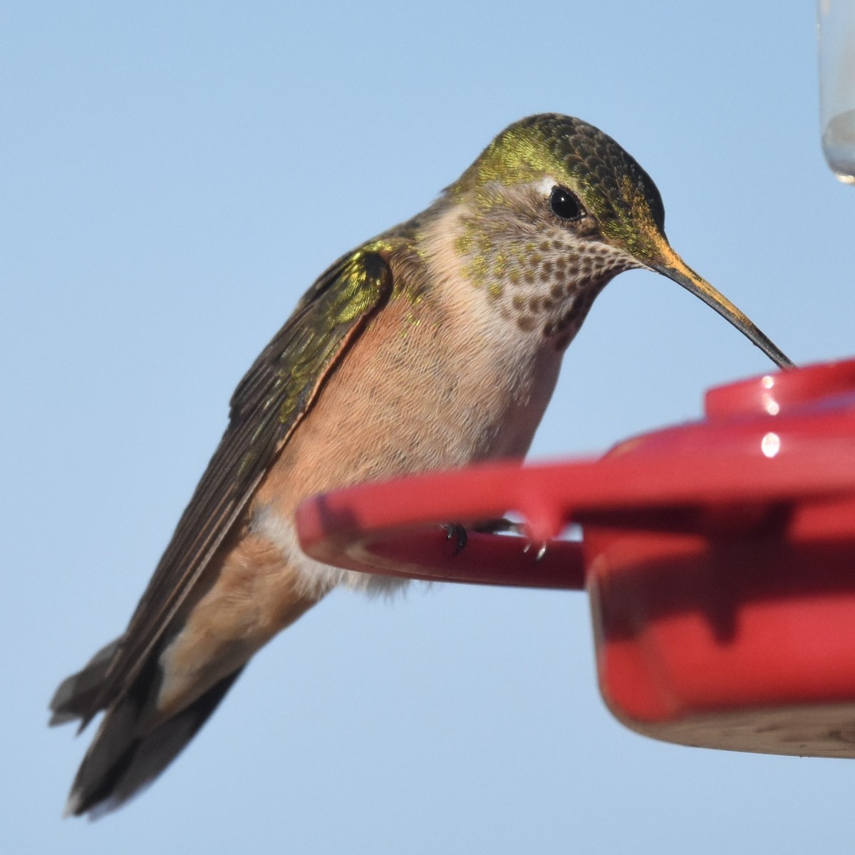 Broad-tailed Hummingbird - ML622628309