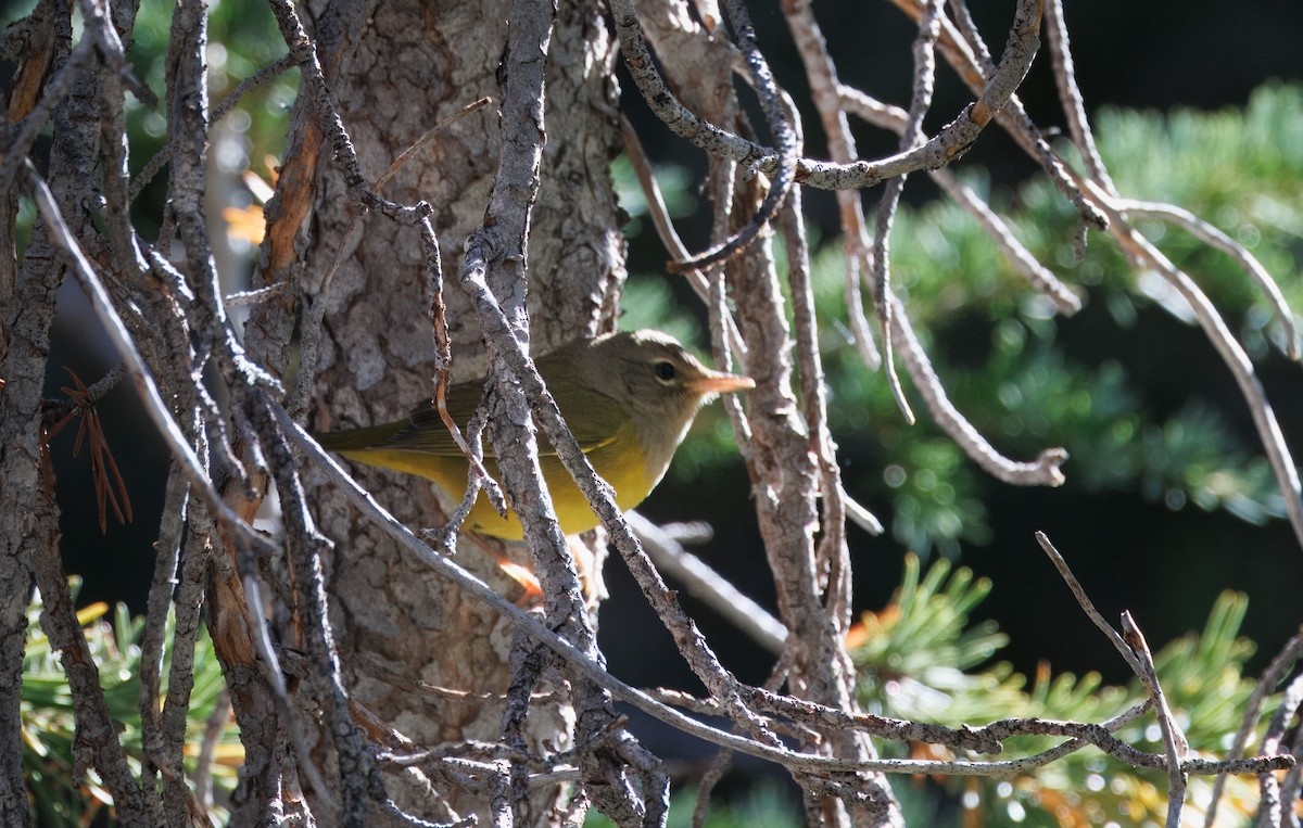 MacGillivray's Warbler - John Callender