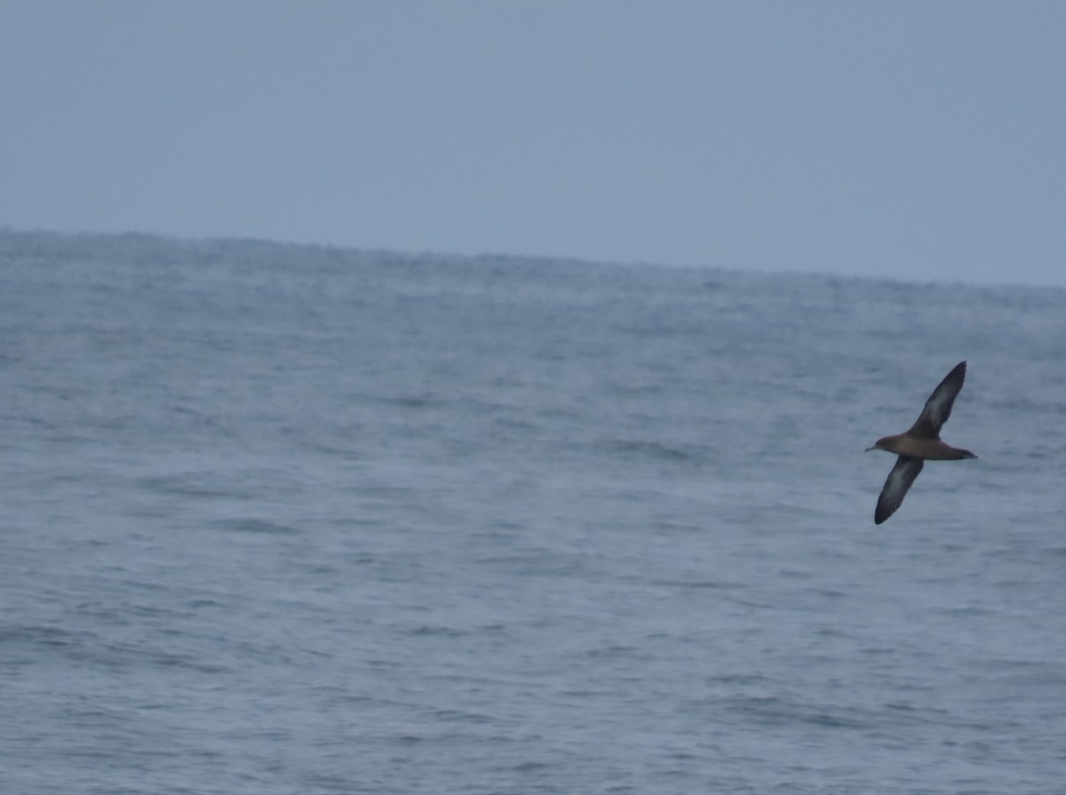 Sooty Shearwater - ML622628323