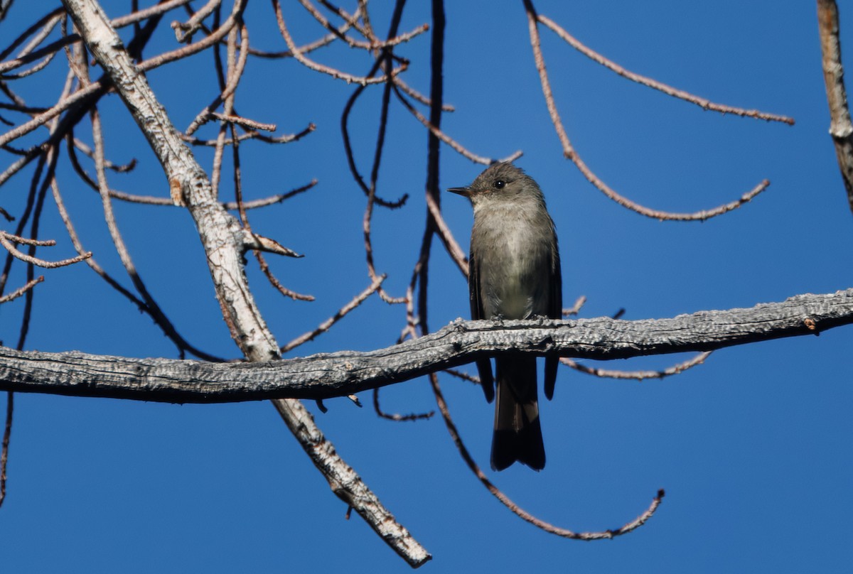 Western Wood-Pewee - ML622628352