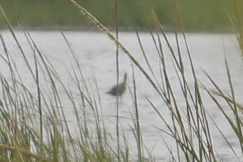 Marbled Godwit - ML622628397