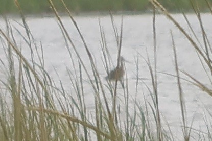 Marbled Godwit - ML622628398