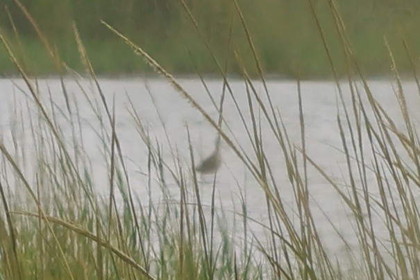 Marbled Godwit - ML622628399
