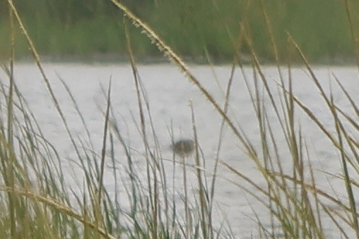 Marbled Godwit - ML622628400
