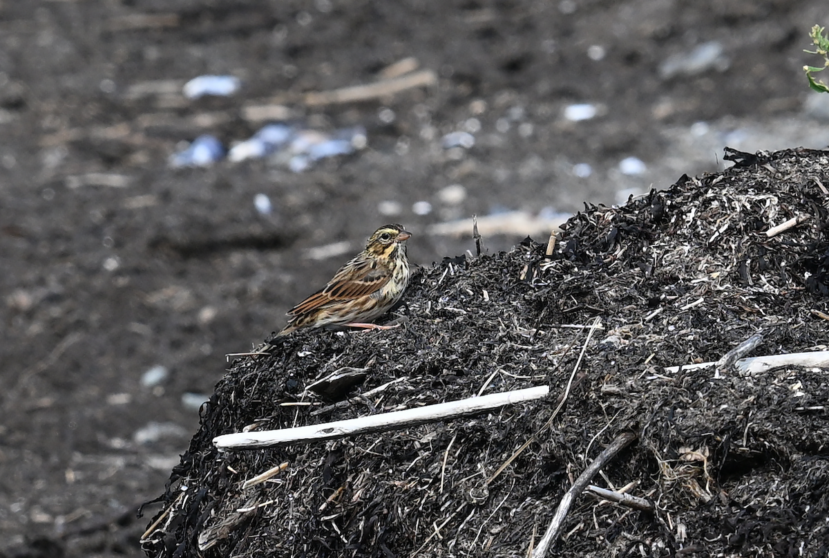 Savannah Sparrow - ML622628403