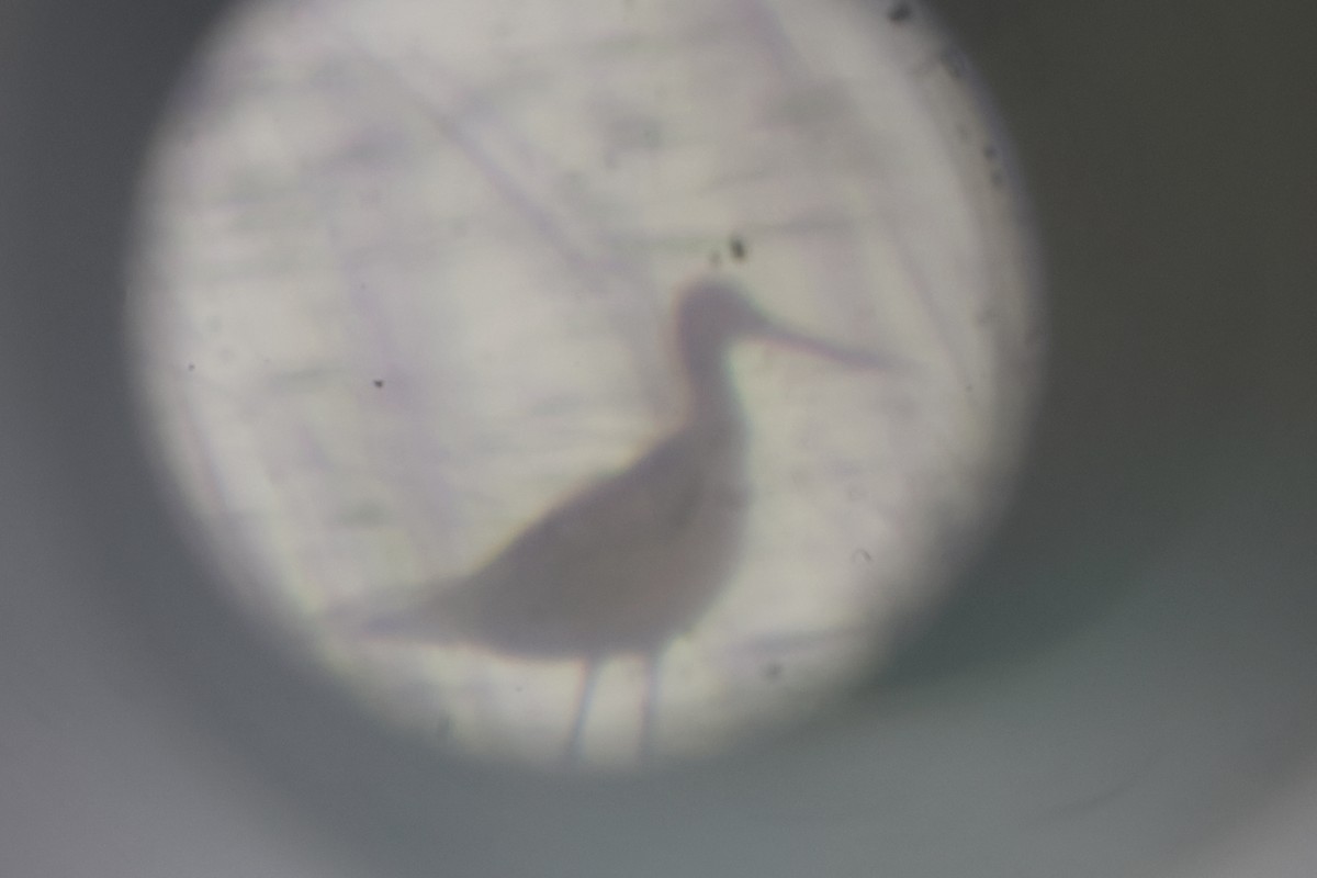 Marbled Godwit - ML622628404