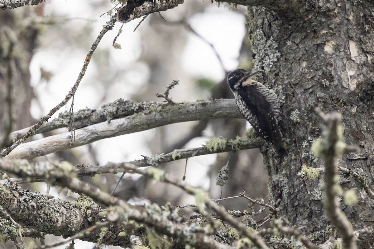 American Three-toed Woodpecker (Rocky Mts.) - ML622628410