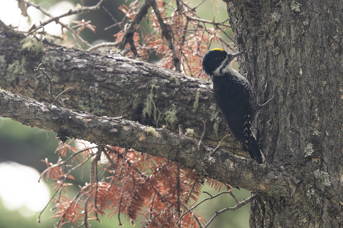 Black-backed Woodpecker - ML622628420