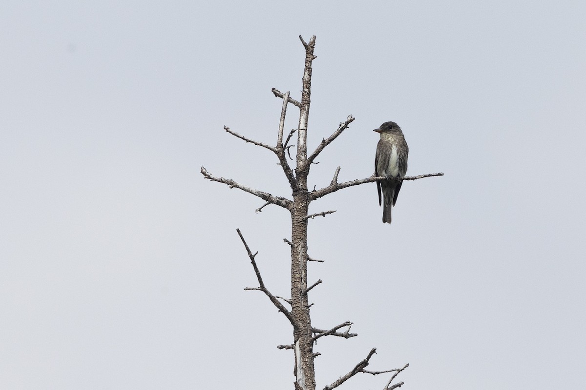 Olive-sided Flycatcher - ML622628443