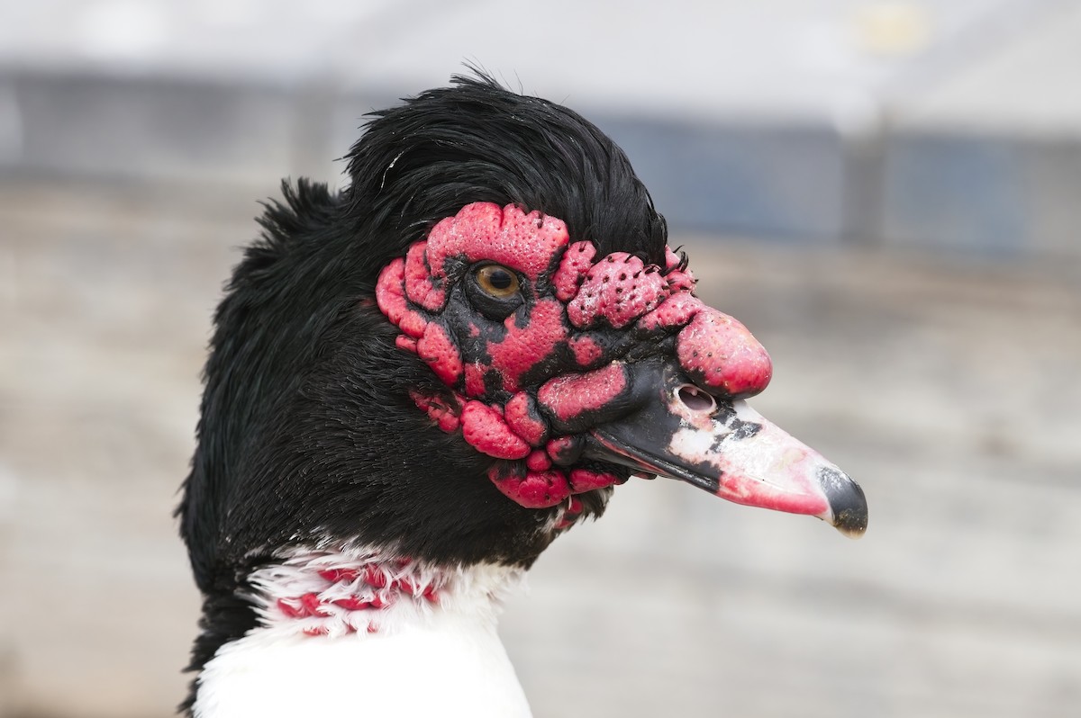 Muscovy Duck (Domestic type) - ML622628461