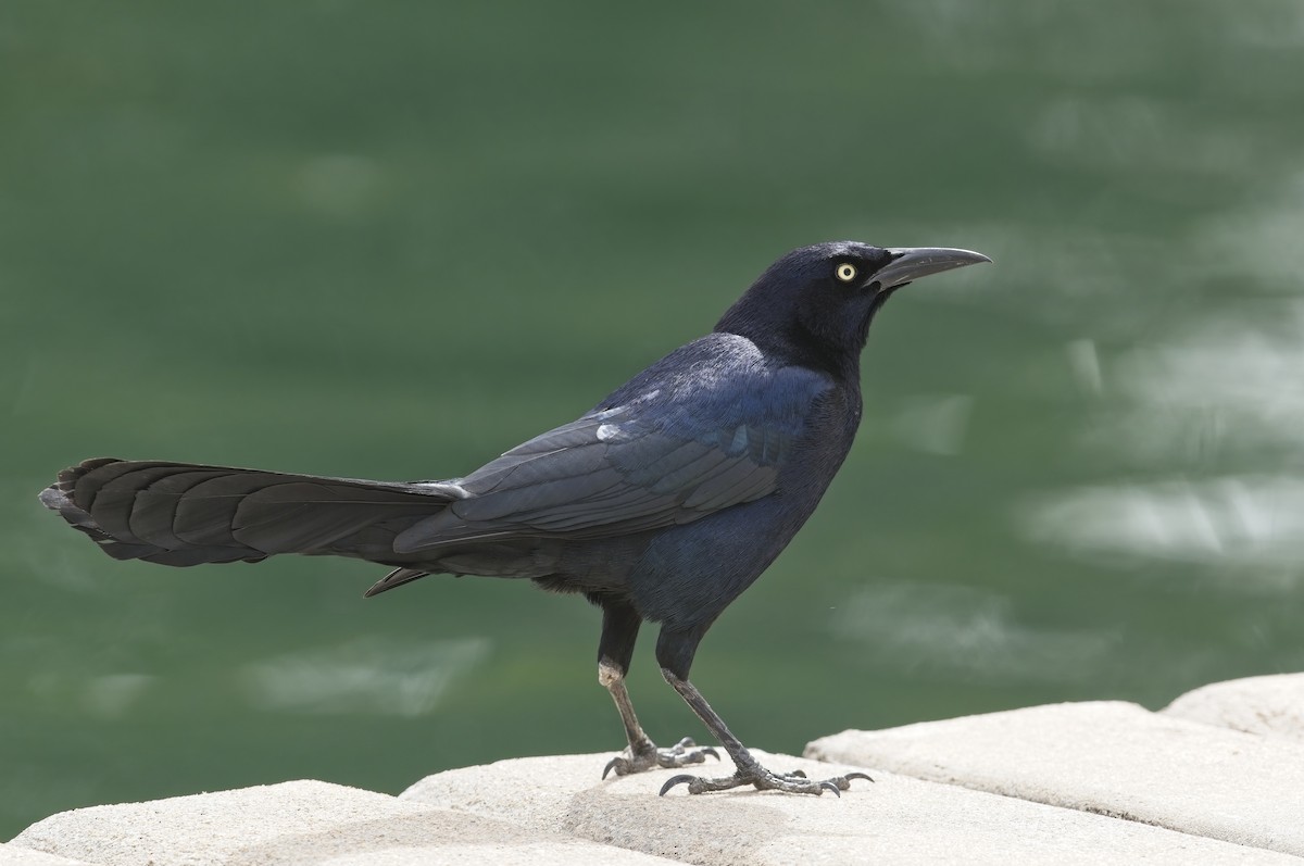 Great-tailed Grackle - ML622628465