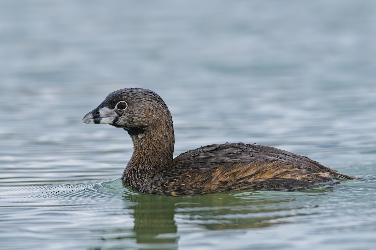 Pied-billed Grebe - ML622628469