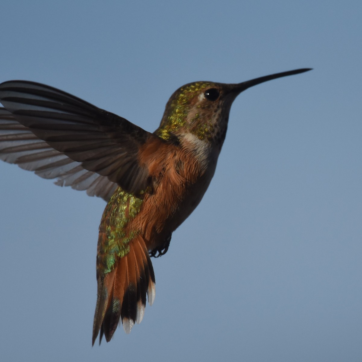 Rufous Hummingbird - Vanessa Montgomery