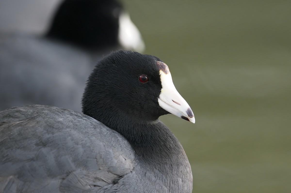 American Coot - ML622628547