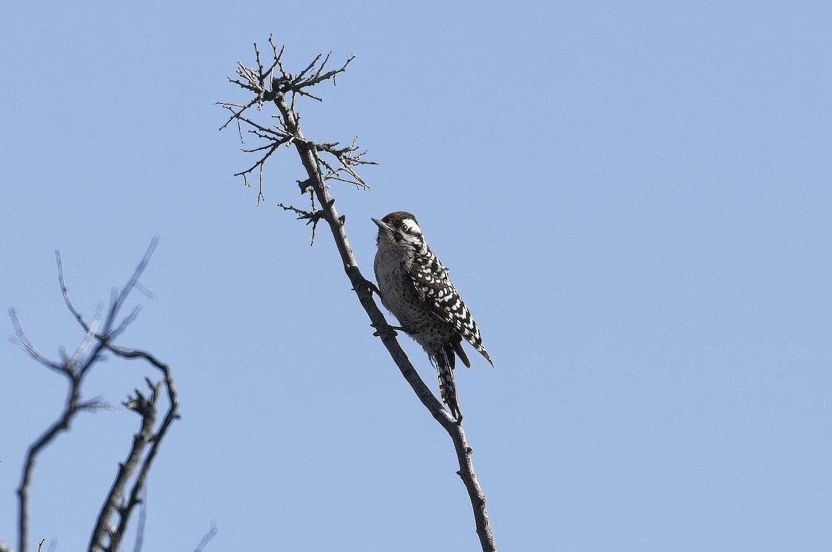 Ladder-backed Woodpecker - ML622628617