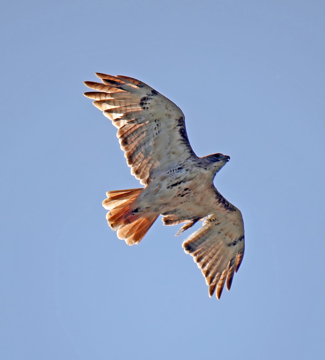 Red-tailed Hawk - ML622628629