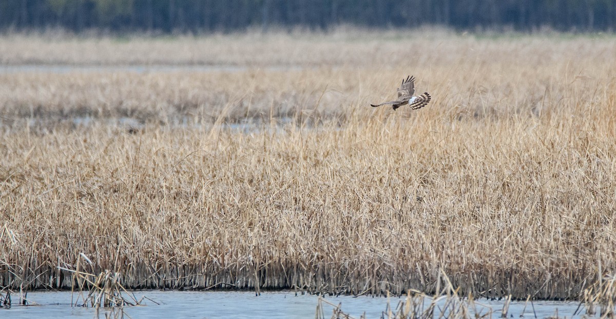 Northern Harrier - ML622628648
