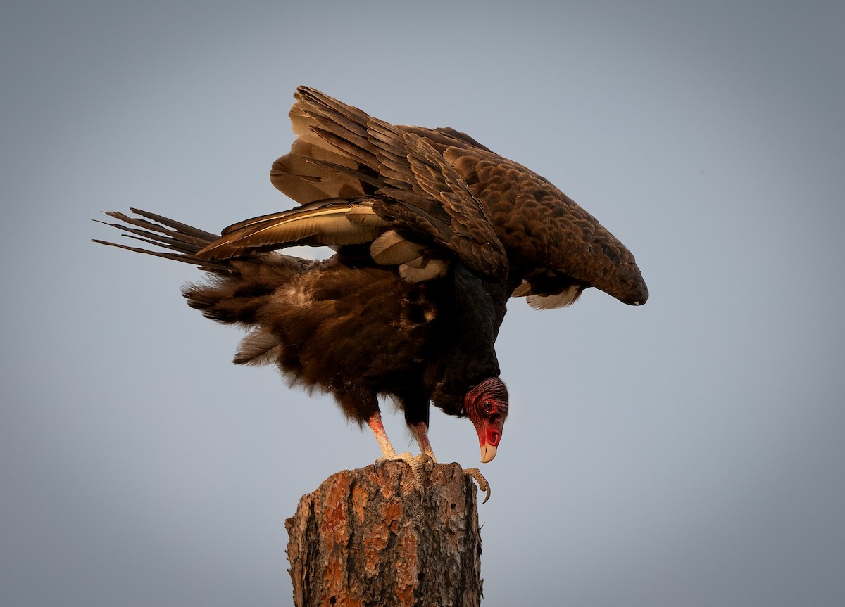 Turkey Vulture - Ian Routley