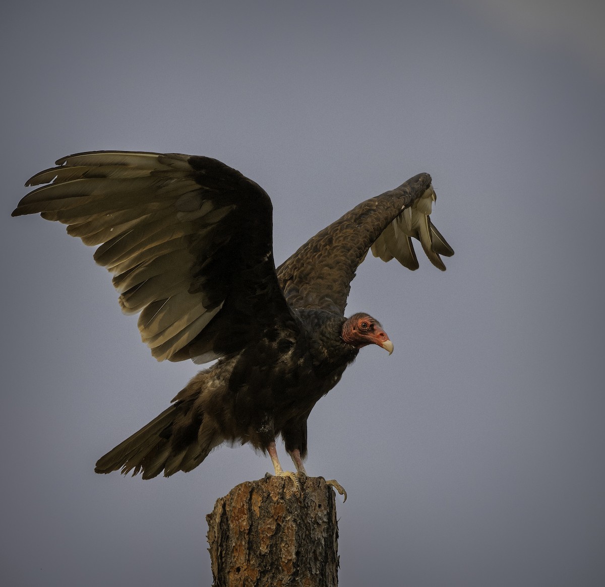 Turkey Vulture - ML622628694