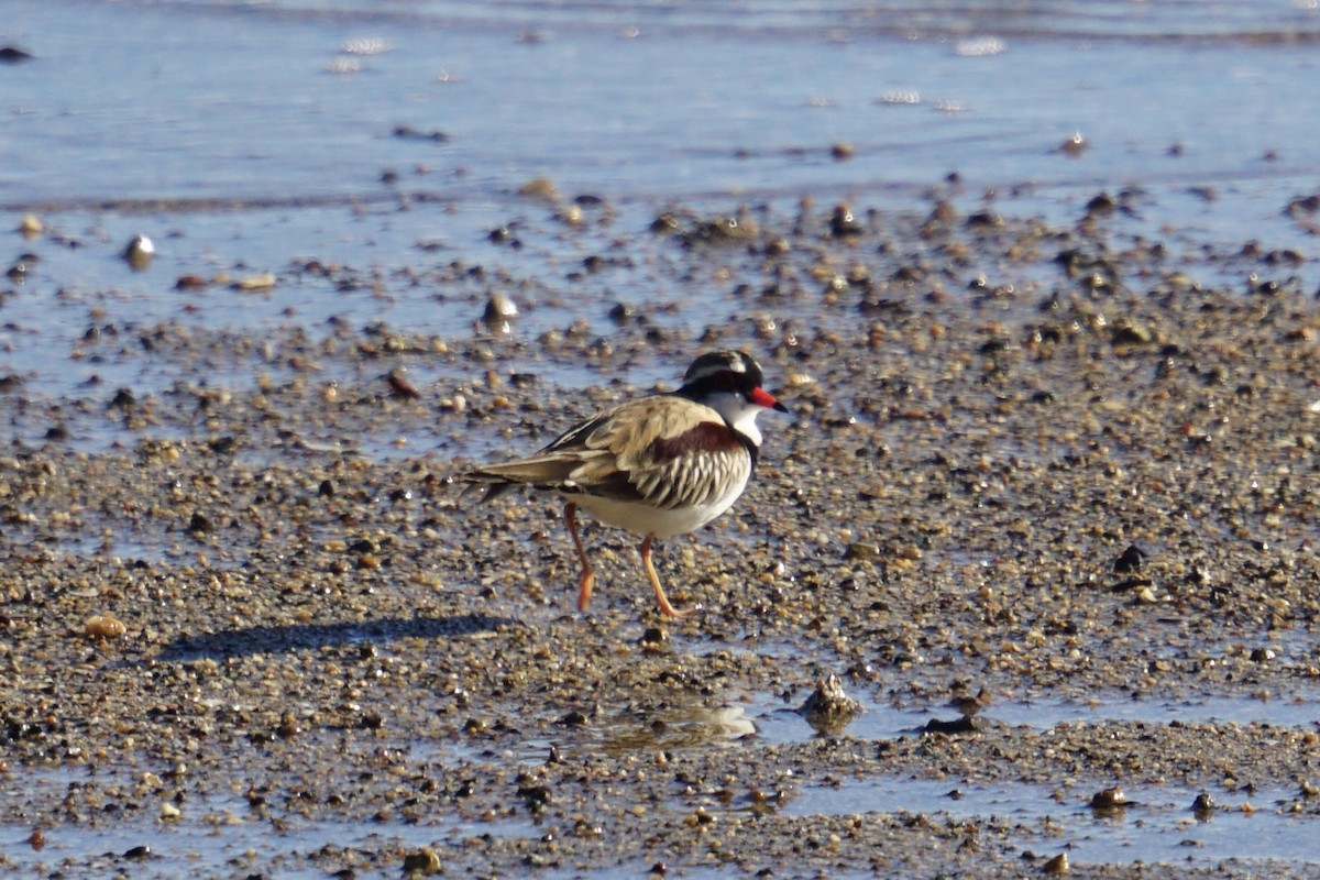 Black-fronted Dotterel - ML622628751