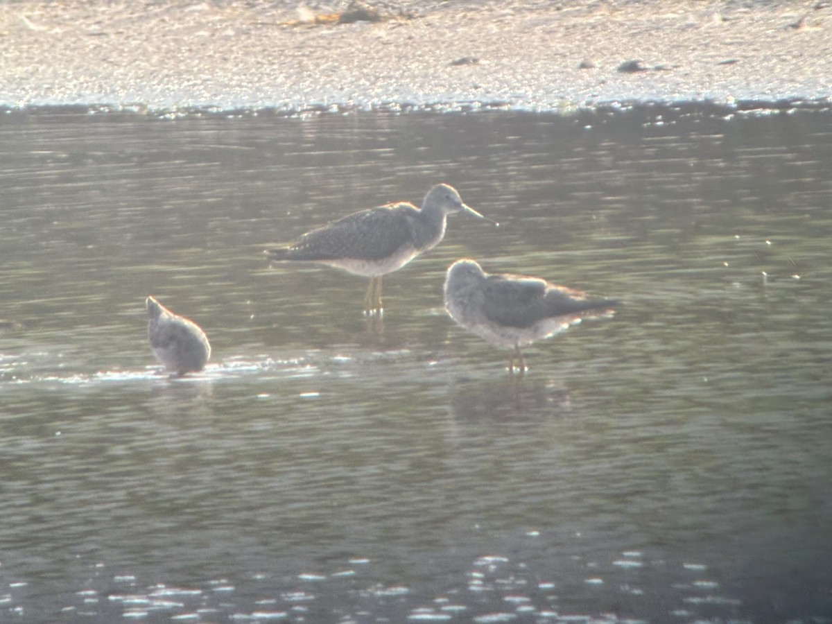 Greater Yellowlegs - ML622628892