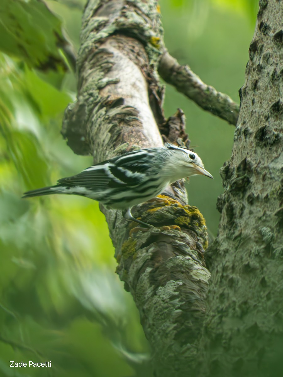 Black-and-white Warbler - ML622628893