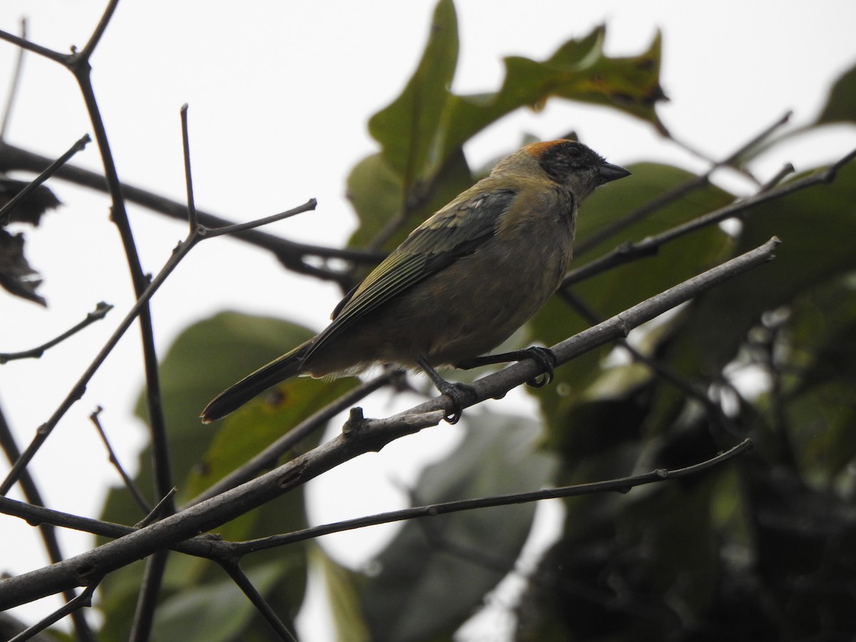 Burnished-buff Tanager - ML622628927
