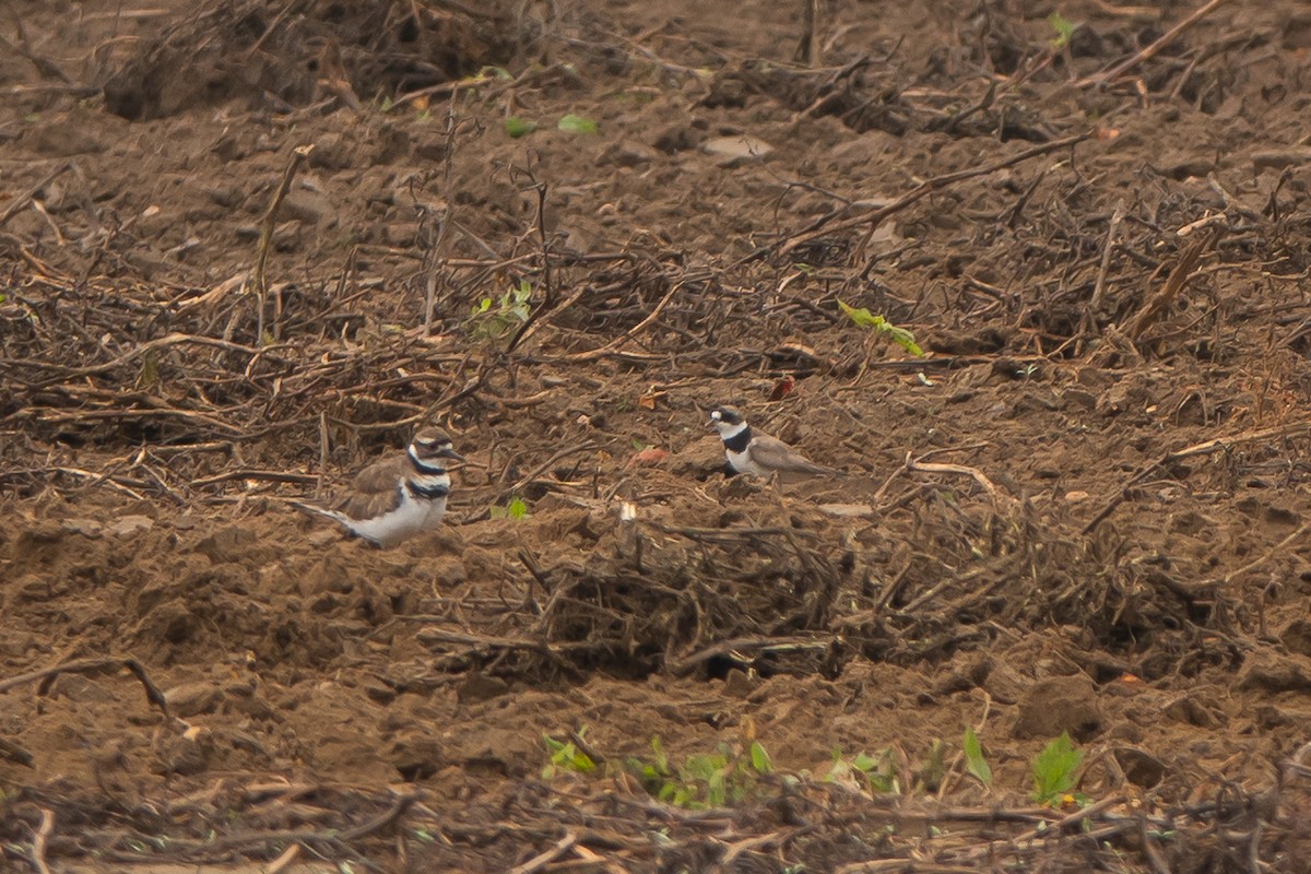 Semipalmated Plover - ML622628935