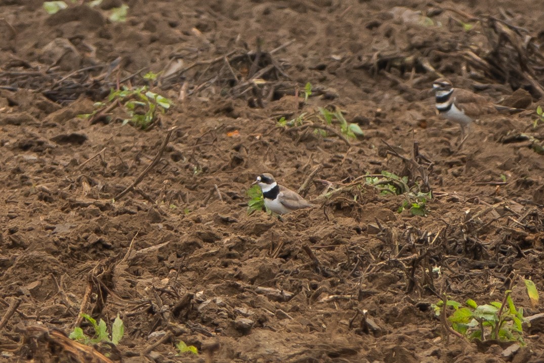 Semipalmated Plover - ML622628940