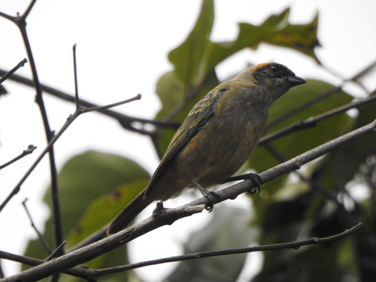 Burnished-buff Tanager - ML622628952