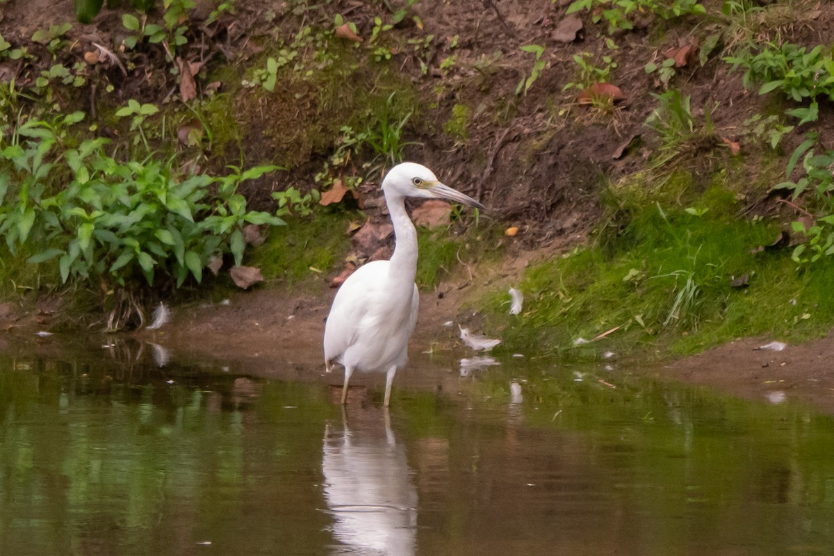 Little Blue Heron - ML622628979