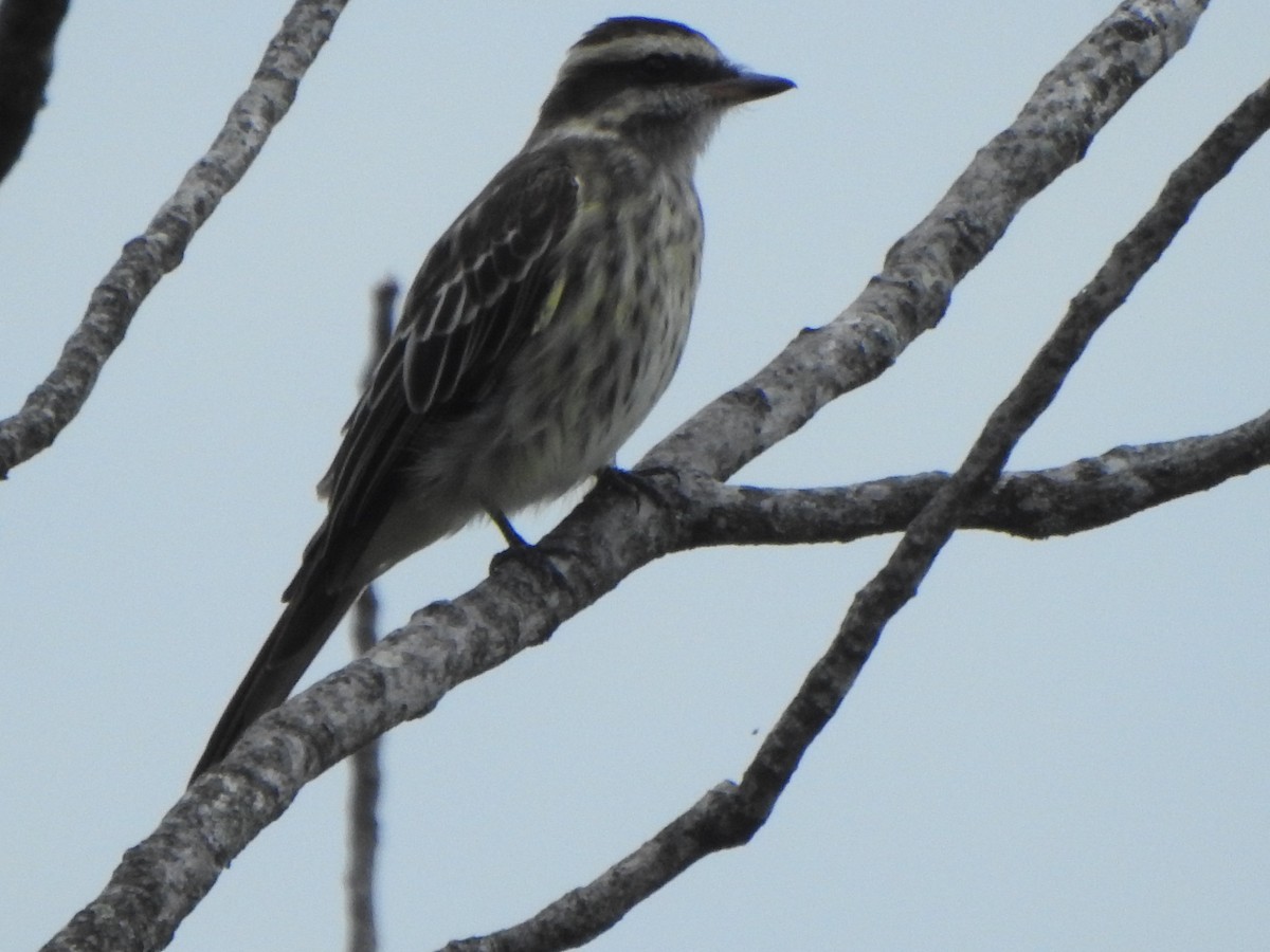 Variegated Flycatcher - ML622628996