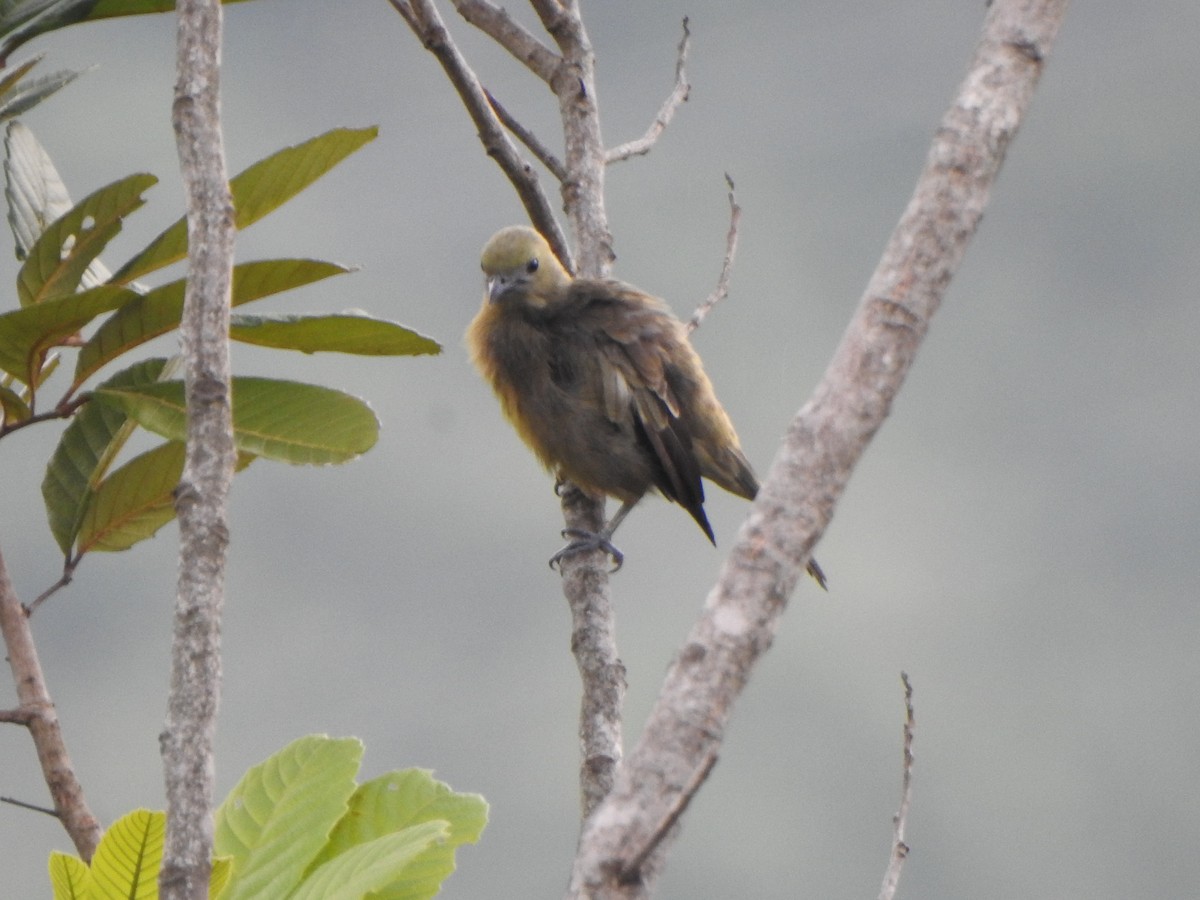 Palm Tanager - ML622629013
