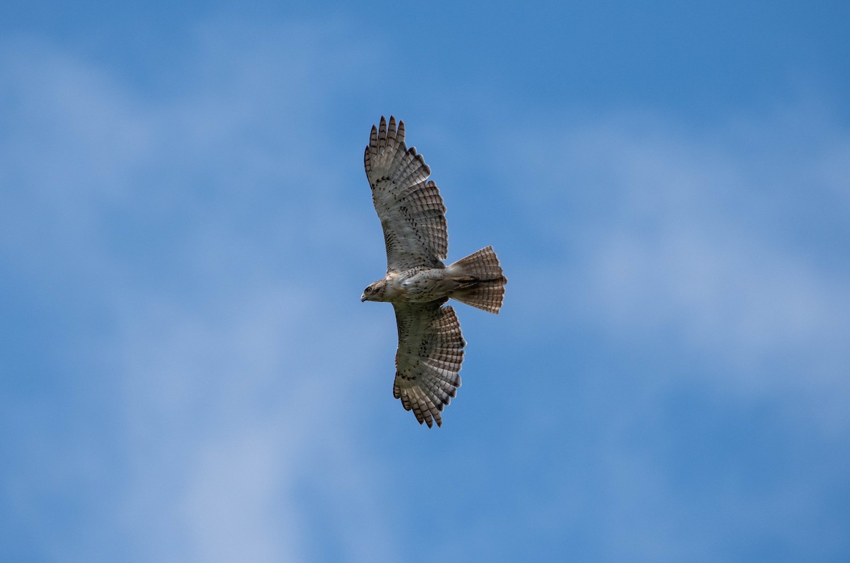 Poiana codarossa - ML622629041