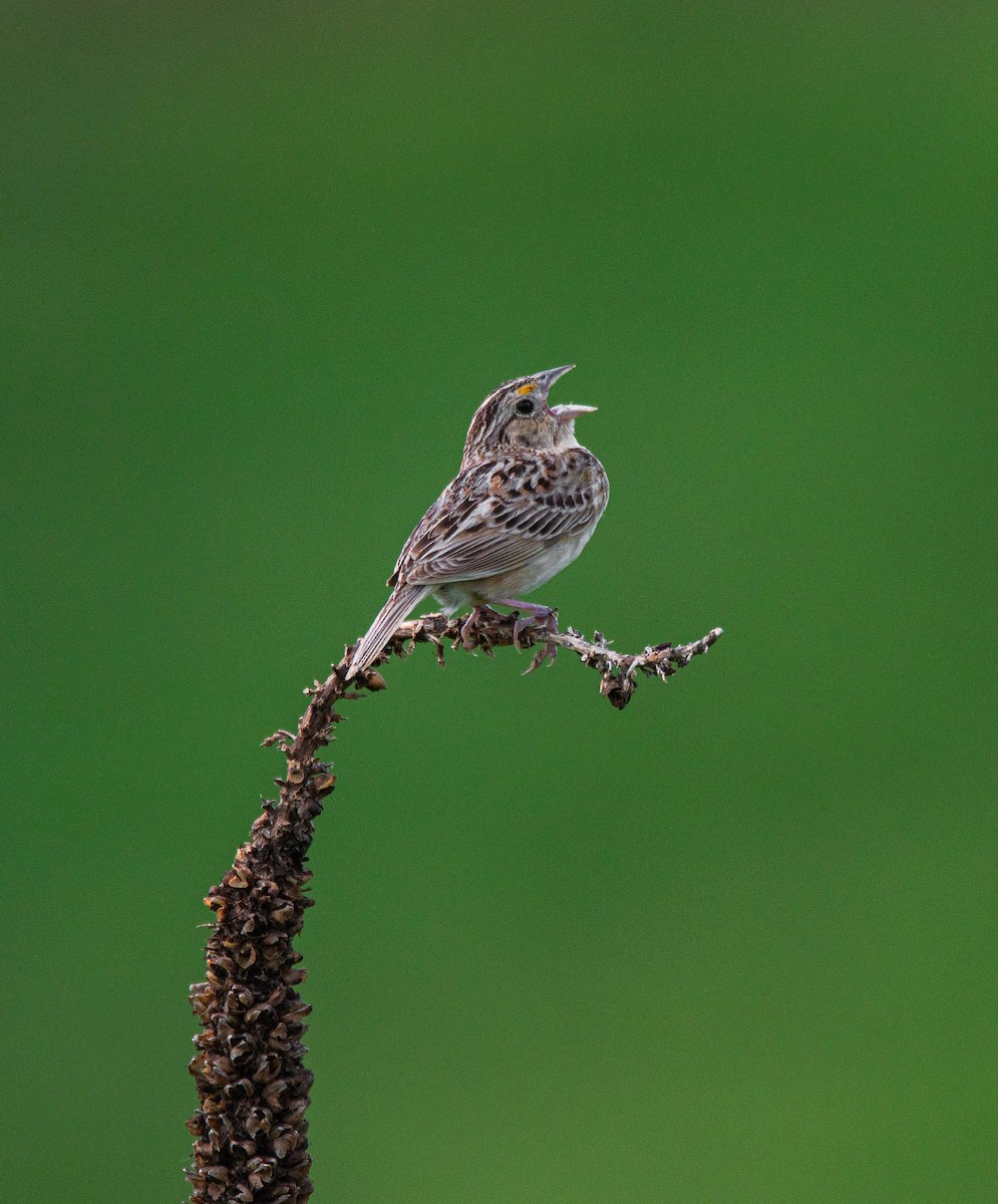 Grasshopper Sparrow - ML622629057
