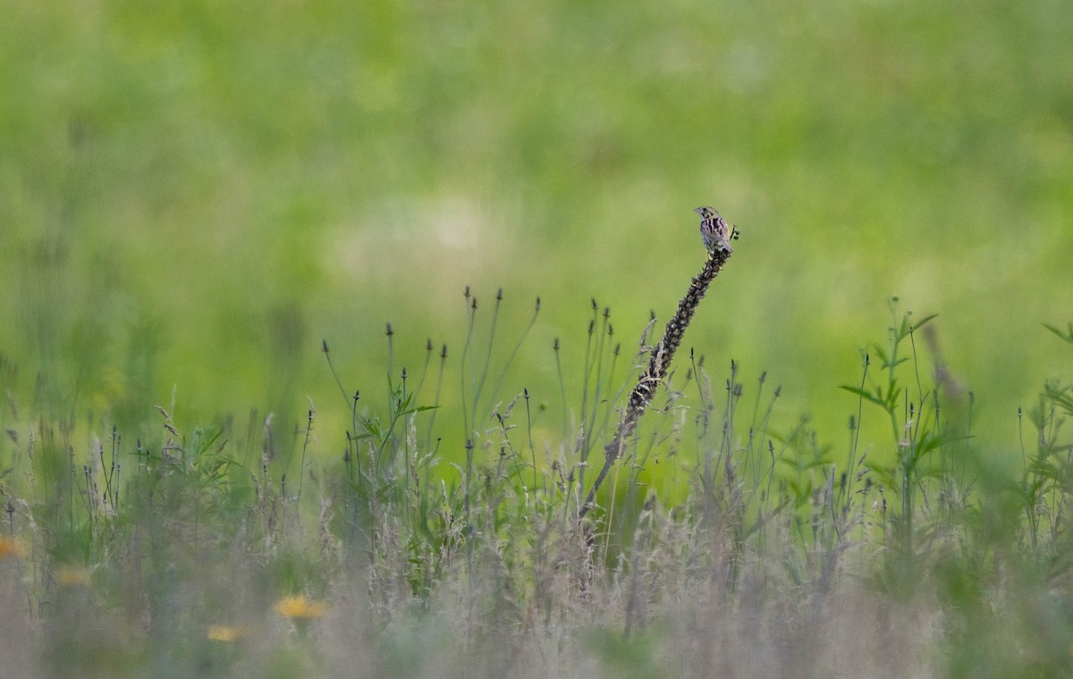 Henslow's Sparrow - ML622629063