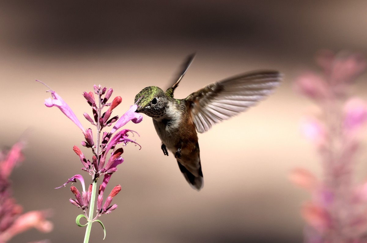 Calliope Hummingbird - ML622629064