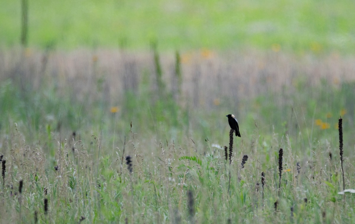 Bobolink - ML622629065