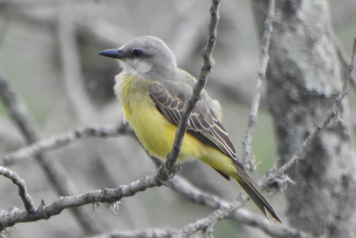 Tropical Kingbird - ML622629078
