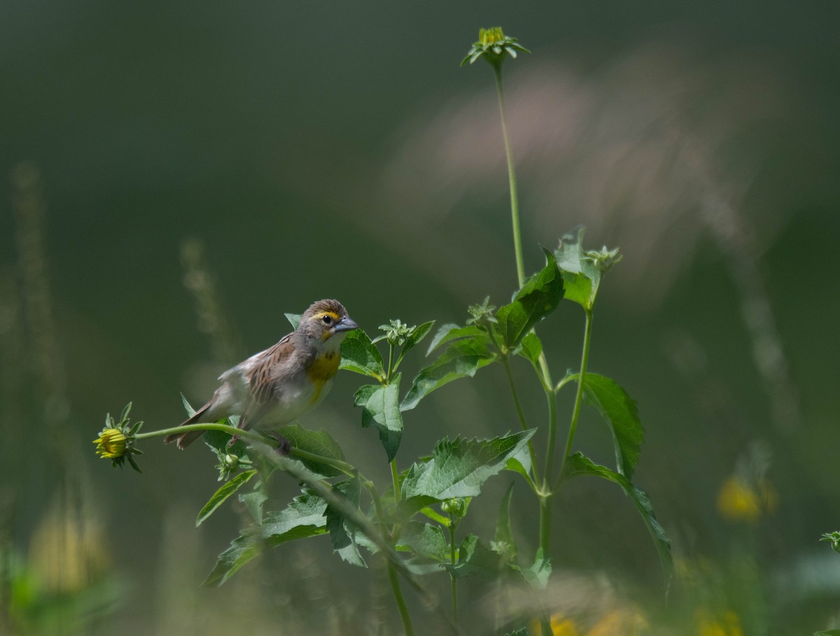 Dickcissel - ML622629080