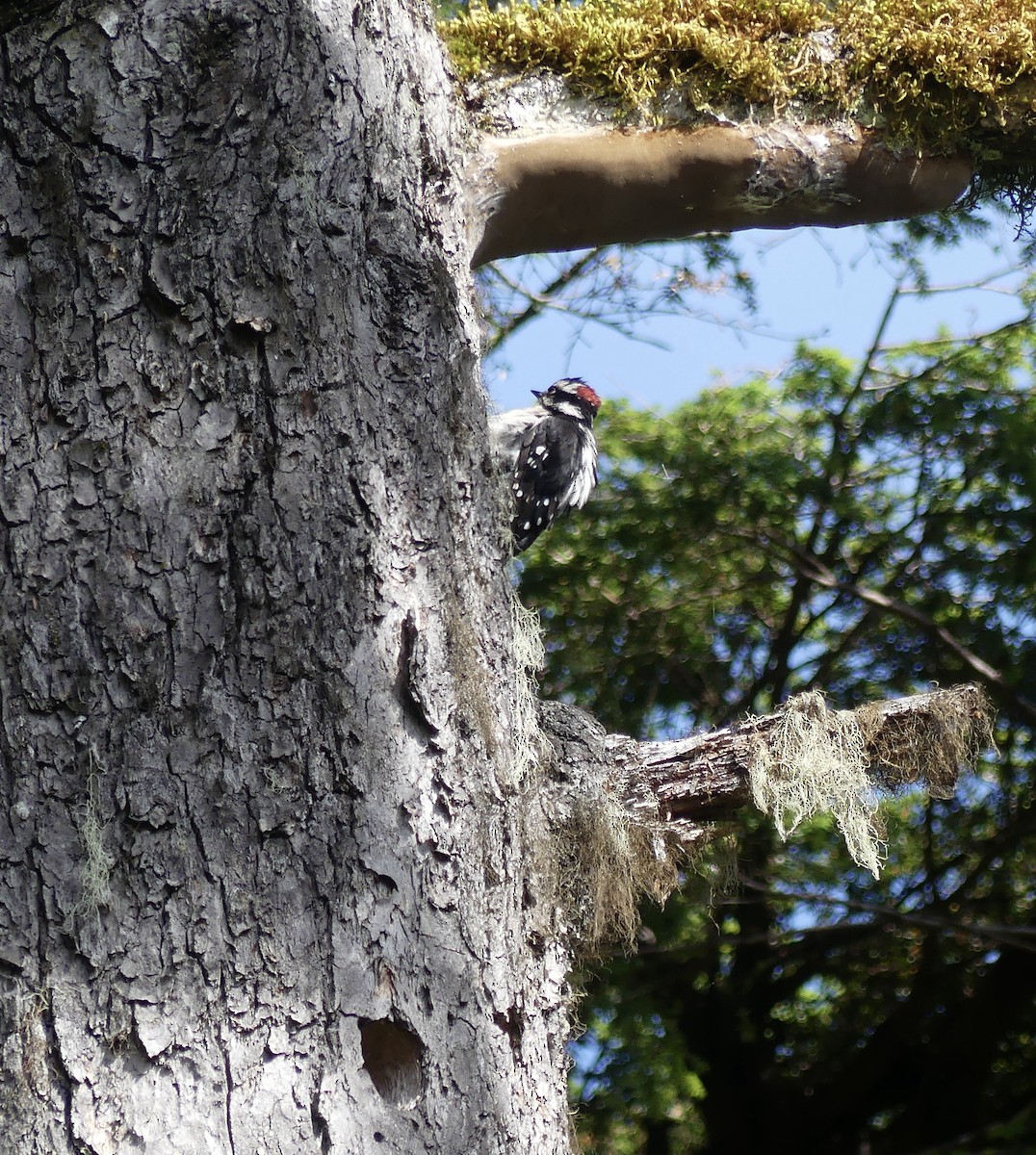 Downy Woodpecker - ML622629090