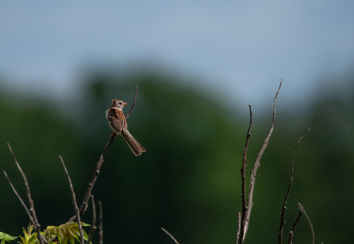 Field Sparrow - ML622629094