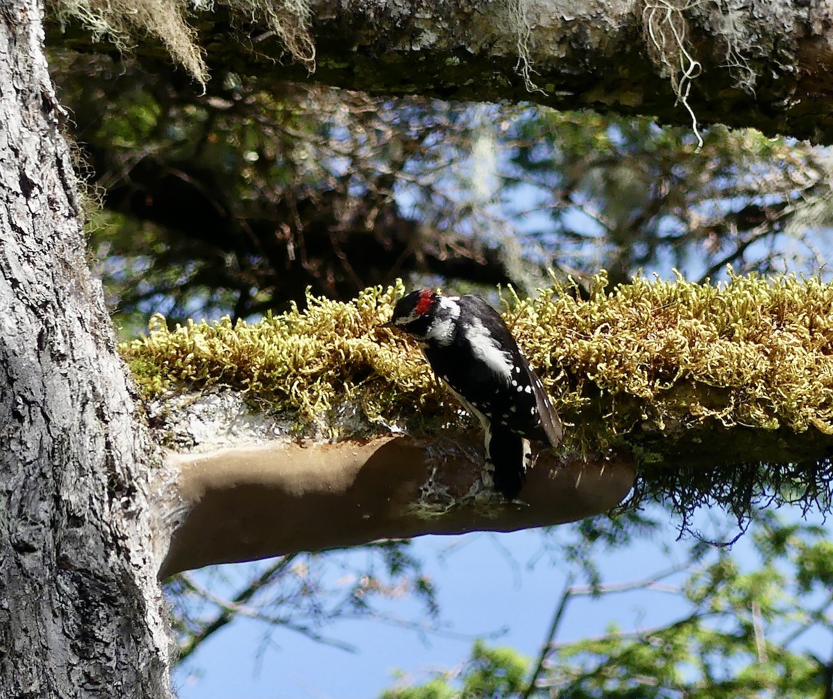 Downy Woodpecker - ML622629120